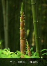 环境保护-四川石化雅诗纸业有限公司,石化雅诗,雅诗纸业